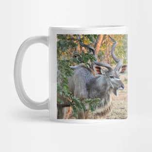 Male Kudu Close Up, Botswana, Africa Mug